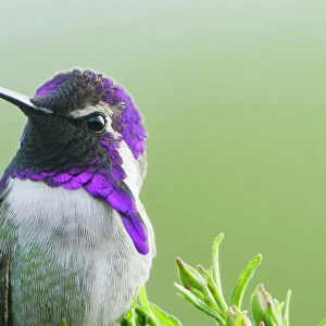 Costa's hummingbird (Calypte costae) male, portrait, showing purple iridescence of head and neck feathers, Coachella Valley, California, USA