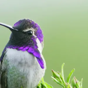 Costa's Hummingbird Print, Male Portrait Costa's Hummingbird Print, Male Portrait