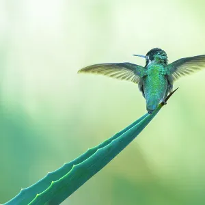 Costa's hummingbird (Calypte costae) male, spreading its wings before taking flight, Coachella Valley, California, USA Costa's hummingbird (Calypte costae) male, spreading its wings before taking flight, Coachella Valley, California, USA