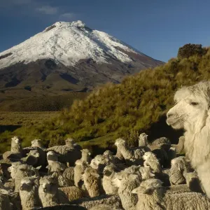 Cotopaxi Volcano Print featuring Alpacas in Paramo Habitat, Ecuador Cotopaxi Volcano Print featuring Alpacas in Paramo Habitat, Ecuador