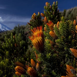 Cotopaxi volcano at sunrise with the Flower of the Andes (Chuquiraga jussieui) Cotopaxi