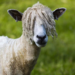 A Cotswold Lion sheep, rare breed, Gloucestershire, UK. June