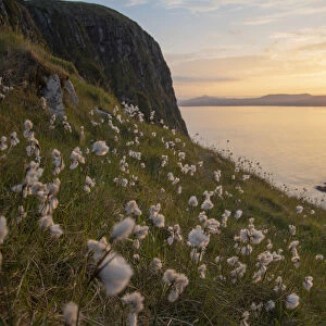 Cotton grass (Eriophorum angustifolium) growing on Garbh Eilean with the Isle of Lewis behind
