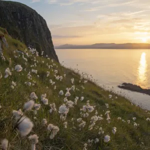 Cotton grass print on Garbh Eilean, Isle of Lewis
