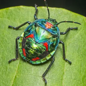 Scarabée harlequin de coton ou d'hibiscus (Tectocoris diophthalmus) nymph se nourrissant sur une feuille verte. Scarabée harlequin de coton ou d'hibiscus (Tectocoris diophthalmus) nymph se nourrissant sur une feuille verte.
