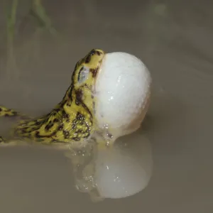 Couchs Spadefoot (Scaphiopus couchii) adult at night calling with vocal sac inflated