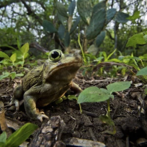 Couchs spadefoot toad (Scaphiopus couchii) on the forest floor, Texas, USA. May
