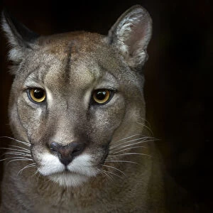 Cougar (Puma concolor) portrait, captive, occurs in Americas. Digitally manipulated