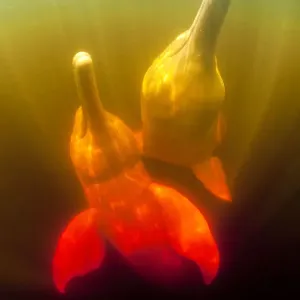 Couple of Pink River dolphin / Boto (Inia geoffrensis) Acajatuba Lake, Negro River Couple of Pink River dolphin / Boto (Inia geoffrensis) Acajatuba Lake, Negro River