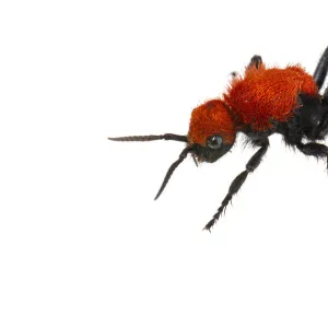 Cow killer velvet ant (Dasymutilla occidentalis) on white background, Tuscaloosa County