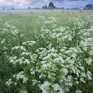 Cow parsely (Anthriscus sylvestris) in damp flower meadow at dawn, Nemunas regional Reserve