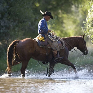 Cowboy riding through stream, Flitner Ranch, Shell, Wyoming, USA, model released