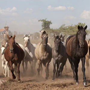 Cowboys rounding up a band of Criollo pure pedigree mares and foals, Estancia Ita Maria