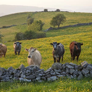 Cows (Bos taurus) in field of buttercups looking over dry stone wall. Peak District National Park