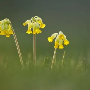 Cowslip flowers (Primula veris), Catcott SWT reserve, Somerset Levels, England, UK, April Cowslip flowers (Primula veris), Catcott SWT reserve, Somerset Levels, England, UK, April
