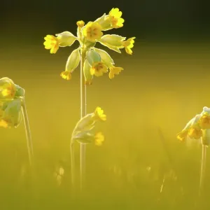 Cowslips (Primula veris) backlit in evening light, Durlston Country Park, near Swanage, Dorset, UK, April Cowslips (Primula veris) backlit in evening light, Durlston Country Park, near Swanage, Dorset, UK, April