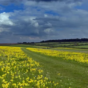 Cowslips (Primula veris) on conservation headland on organic farm. Norfolk, UK, April Cowslips (Primula veris) on conservation headland on organic farm. Norfolk, UK, April