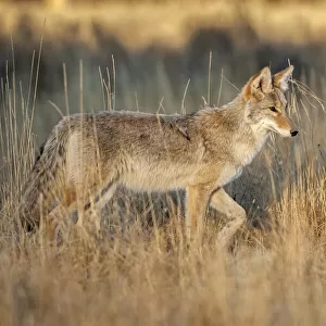 Coyote (Canis latran) in sagebrush grassland, Yellowstone National Park, Wyoming, USA