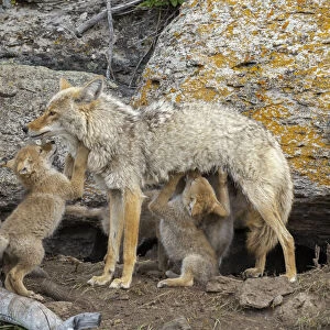 Coyote (Canis latrans) female with newborn pups. Yellowstone National Park, Wyoming, USA