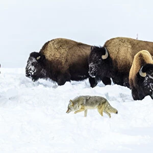 Coyote (Canis latrans) foraging in deep winter snow disturbed by grazing American bison