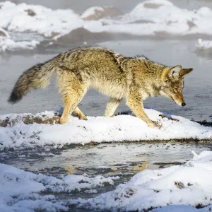 Coyote (Canis latrans) foraging in snow. Hayden Valley, Yellowstone National Park, USA