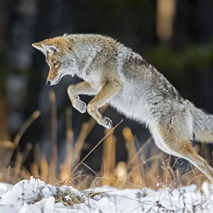 Coyote (Canis latrans) hunting after a fresh snowfall, Yellowstone National Park, Wyoming, USA. October