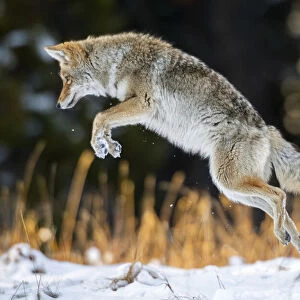 Coyote (Canis latrans) pouncing, hunting technique in Yellowstone National Park, Wyoming