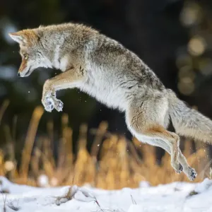 Coyote Print: Yellowstone Pounce Coyote Print: Yellowstone Pounce