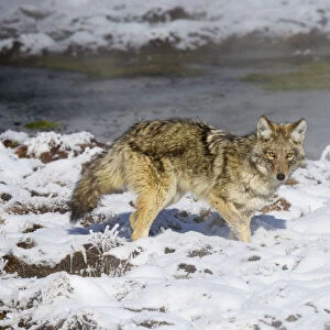 Coyote (Canis latrans) standing near waters edge, in snow