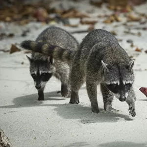 Crab-eating raccoons (Procyon cancrivorus) Manuel Antonio National Park, Costa Rica