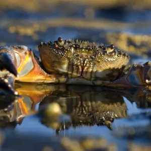 Crab (Eriphia verrucosa) in shallow water, Alentejo, Natural Park of South West Alentejano Crab (Eriphia verrucosa) in shallow water, Alentejo, Natural Park of South West Alentejano