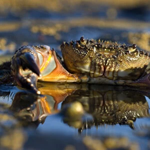 Crab (Eriphia verrucosa) in shallow water, Alentejo, Natural Park of South West Alentejano