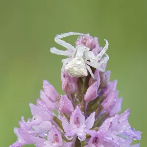Crab spider (Misumena sp) on Pyramidal orchid (Anacamptis pyramidalis) covered in water droplets