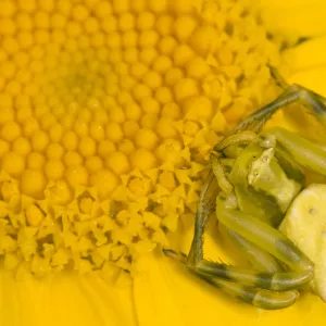 Images Dated 2010 May: 17 May 2010