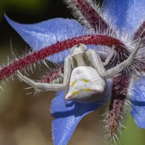 Crab Spider Print on Borage Flower Crab Spider Print on Borage Flower