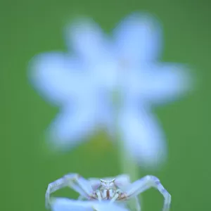 Crab spider (Thomisus onustus) on white flowerhead, Sierra de Grazalema Natural Park