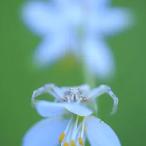 Crab Spider Print on White Flowerhead Crab Spider Print on White Flowerhead