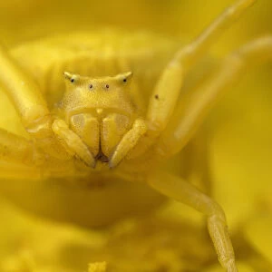 Crab spider (Thomisus onustus) yellow form, portrait, on yellow Yarrow (Achillea