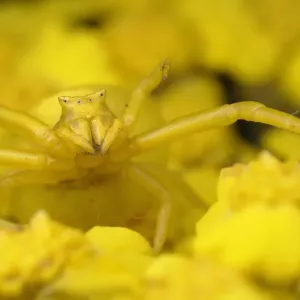 Crab spider print on yellow Yarrow Crab spider print on yellow Yarrow