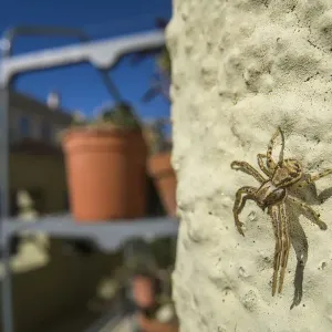 Crab Spider Print, Genova Balcony Scene Crab Spider Print, Genova Balcony Scene