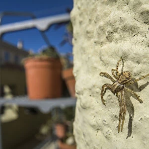 Crab spider (Xysticus sp. ) on balcony, Genova, Italy, May