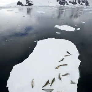 Crabeater seals (Lobodon carcinophaga) resting on ice floating ice sheet, Antarctic Peninsula Crabeater seals (Lobodon carcinophaga) resting on ice floating ice sheet, Antarctic Peninsula