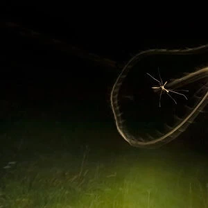 Cranefly (Tipula paludosa) flight trail over meadow in old quarry on autumn night in Somerset, England. September