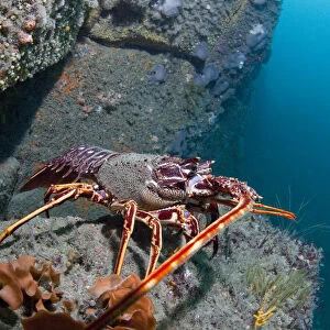 Crawfish / Spiny Lobster (Palinurus elephas). L Etac, Sark, British Channel Islands, August