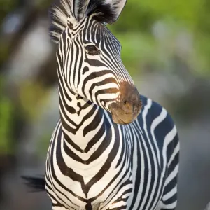 La zebra di Crawshay (Equus quagga crawshayi), sottospecie della Zebra delle pianure, sulle rive del fiume Luangwa, Parco nazionale South Luangwa, Zambia, ottobre. La zebra di Crawshay (Equus quagga crawshayi), sottospecie della Zebra delle pianure, sulle rive del fiume Luangwa, Parco nazionale South Luangwa, Zambia, ottobre.