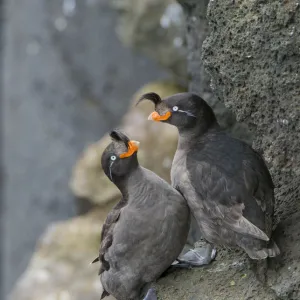 Crested auklets (Aethia cristatella) pair interacting while perched on rock, St Paul Island