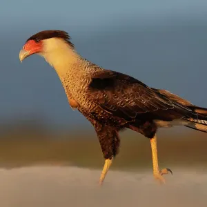 Crested Caracara Print: Adult Walking on Beach Crested Caracara Print: Adult Walking on Beach