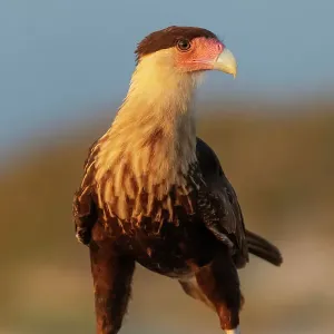 Crested caracara juvenile print Crested caracara juvenile print