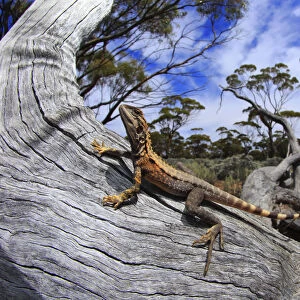 Crested dragon (Ctenophorus cristatus) male basking on a fallen log in chenopod shrubland