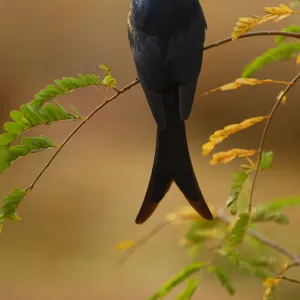 Crested drongo (Dicrurus forficatus) rear view, Berenty Reserve, Madagascar